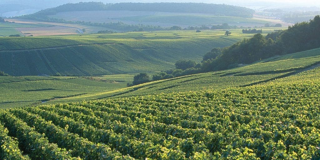 Bollinger: The Nectar of the Gods