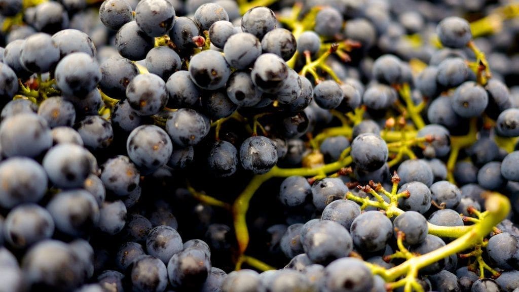 Pinot Noir Game Changers