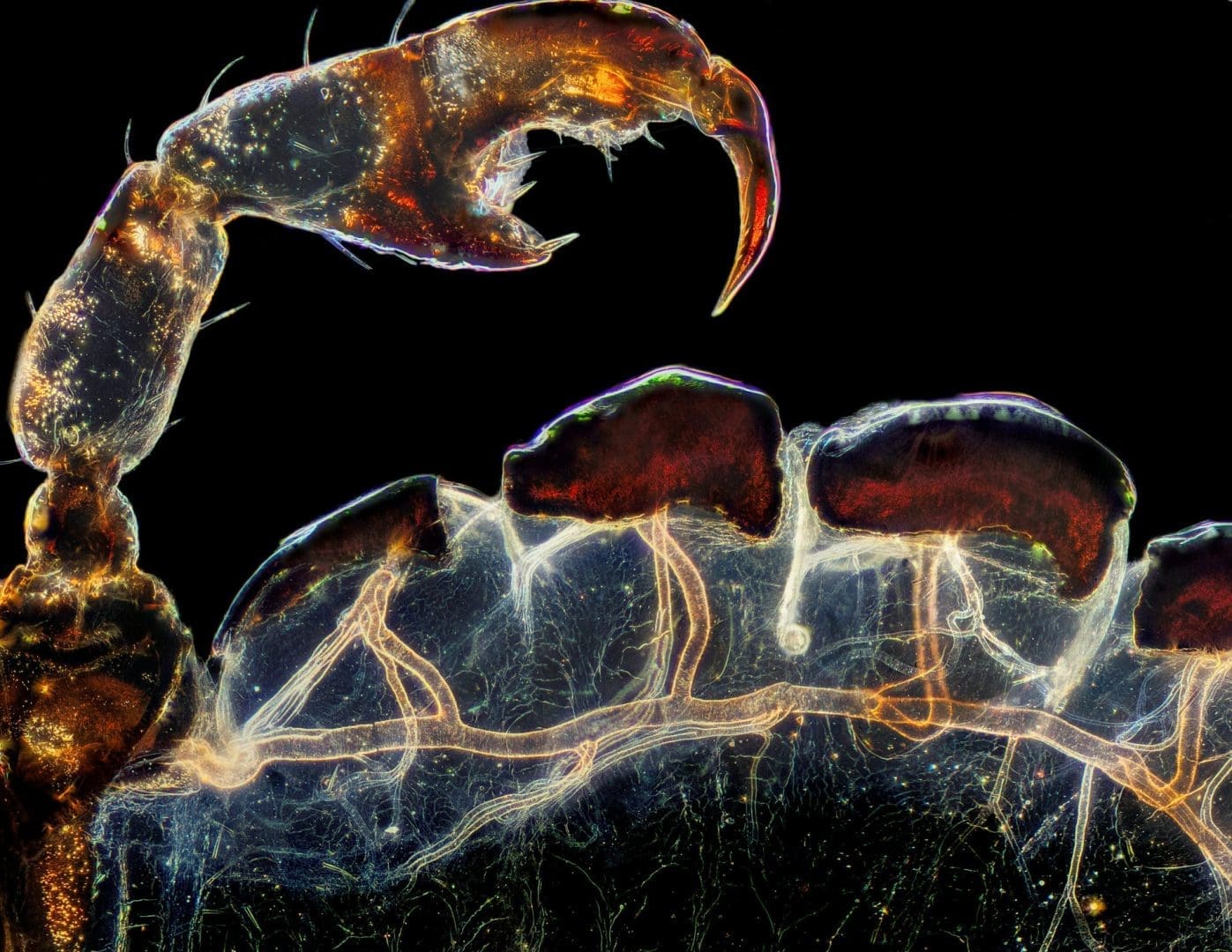 m2-Nikon-Small-World-Photomicrography-Competition-2