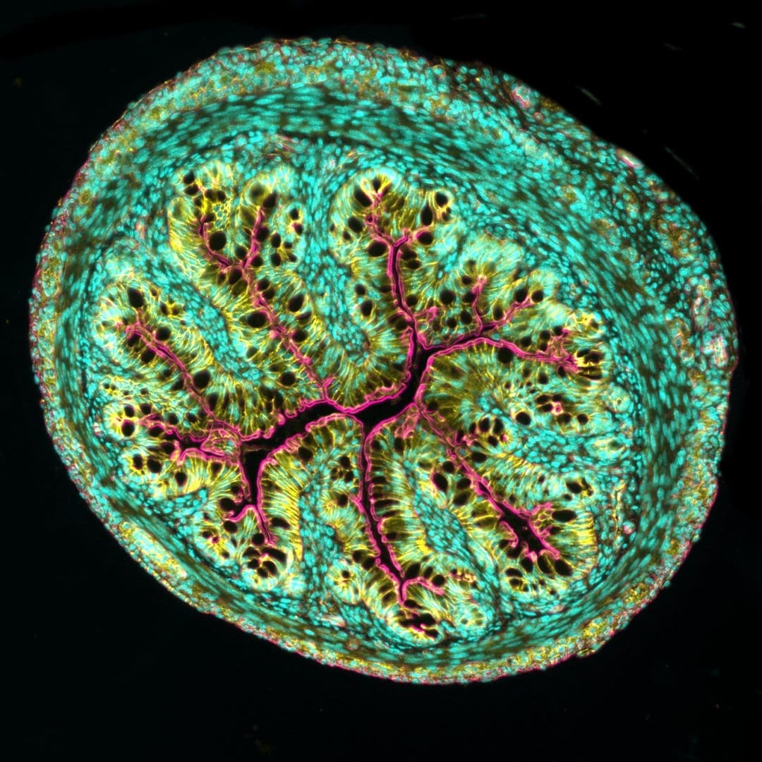m2-Nikon-Small-World-Photomicrography-Competition-6