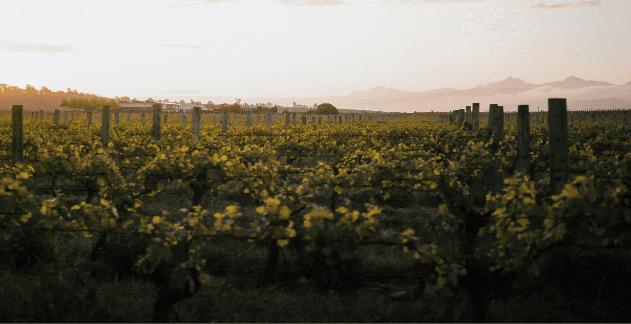 I Spy the Secret to Making Great Wine